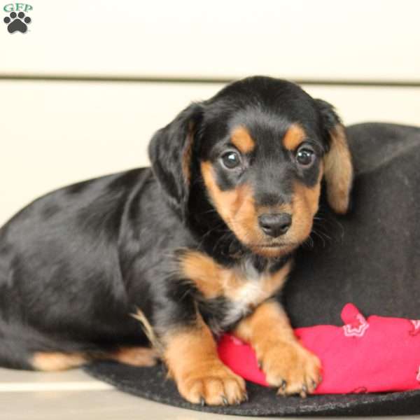 Alex, Dorkie Puppy